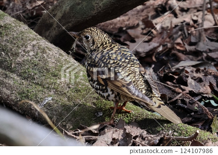 虎斑地鶇 124107986