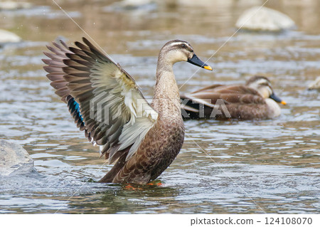 A mallard duck spreading its wings, with its wings back 124108070