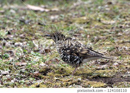 虎斑地鶇 124108110