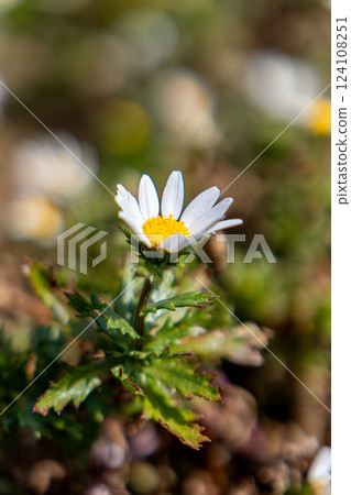 早春時節花園中盛開的紫菀花 早春時節花園中盛開的紫菀花 124108251