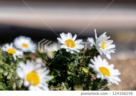 Aster flowers blooming in the garden in early spring 124108256
