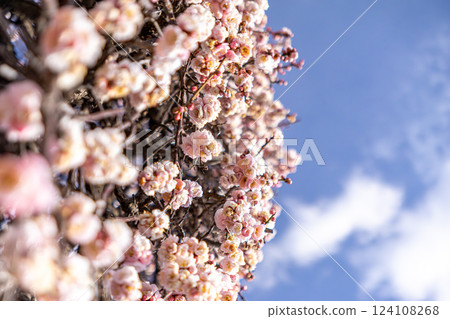 Plum blossoms in the blue sky Plum blossoms in the blue sky 124108268