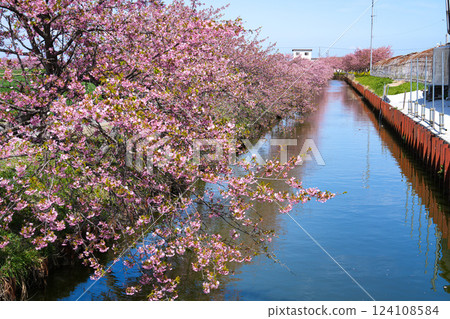 Matsusaka Kasamatsu Kawazu Cherry Blossoms 124108584