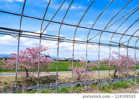 松阪笠松河津櫻花 124108585