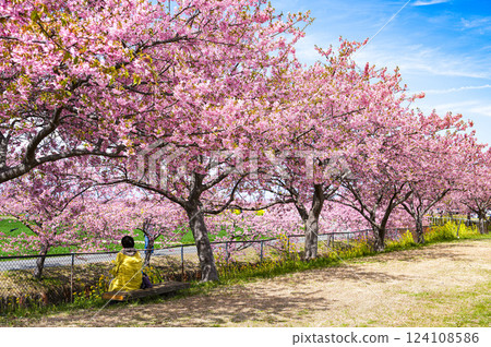 松阪笠松河津櫻花 124108586