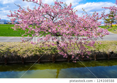 松阪笠松河津櫻花 松阪笠松河津櫻花 124108588