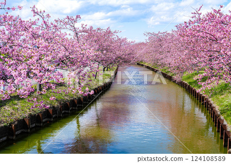 Matsusaka Kasamatsu Kawazu Cherry Blossoms Matsusaka Kasamatsu Kawazu Cherry Blossoms 124108589