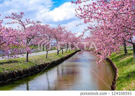 Matsusaka Kasamatsu Kawazu Cherry Blossoms 124108591