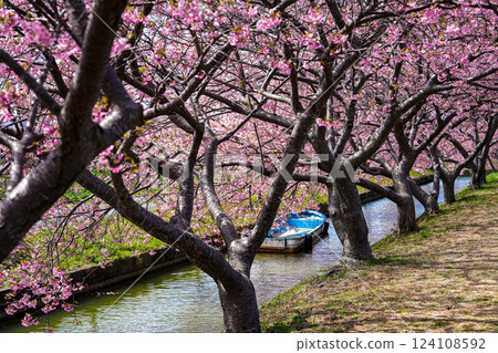 Matsusaka Kasamatsu Kawazu Cherry Blossoms 124108592