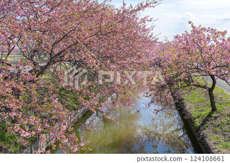 松阪笠松河津櫻花 124108661