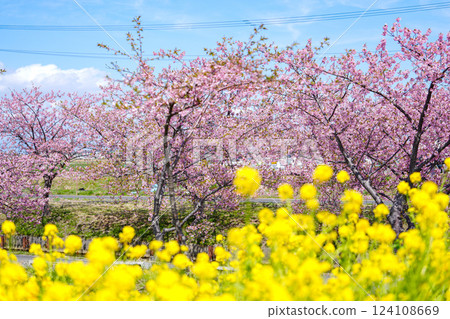 松阪笠松河津櫻花 松阪笠松河津櫻花 124108669