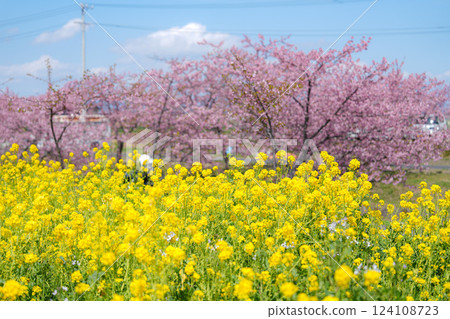 松阪笠松河津櫻花 124108723