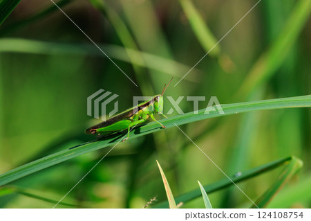 Oxya yezoensis, an agricultural pest that loves gramineous plants Oxya yezoensis, an agricultural pest that loves gramineous plants 124108754