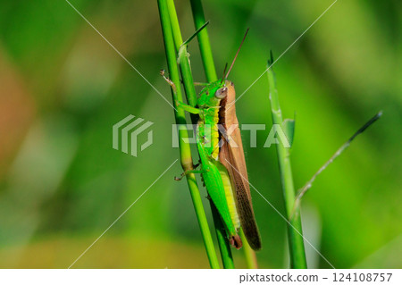 Oxya yezoensis, an agricultural pest that loves gramineous plants 124108757