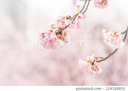 "Saitama Prefecture" Kawaguchi Motogo Station cherry blossom trees, Kawaguchi City 124108853