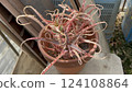 Withered aloe Withered aloe 124108864