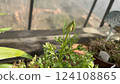 Ranunculus seedlings growing in a greenhouse Ranunculus seedlings growing in a greenhouse 124108865