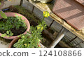 Small flowers growing in a greenhouse Small flowers growing in a greenhouse 124108866
