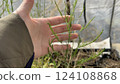 Woman's hand touching asparagus Woman's hand touching asparagus 124108868