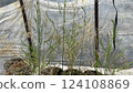 Asparagus seedlings Asparagus seedlings 124108869