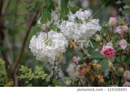 a Beautiful White Hydrangea Blooms Among Roses 124108893