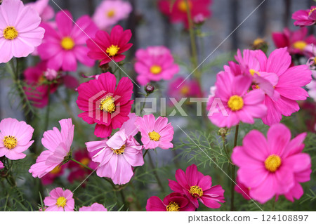a Pink and white cosmos flowers in garden. Cosmos bipinnatus in Full Bloom a Pink and white cosmos flowers in garden. Cosmos bipinnatus in Full Bloom 124108897