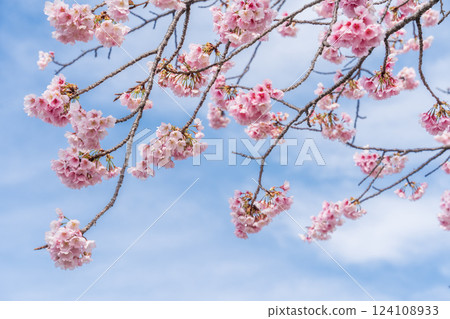 川口市川口元鄉站的「埼玉縣」安行櫻 124108933