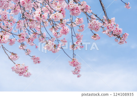 川口市川口元鄉站的「埼玉縣」安行櫻 124108935