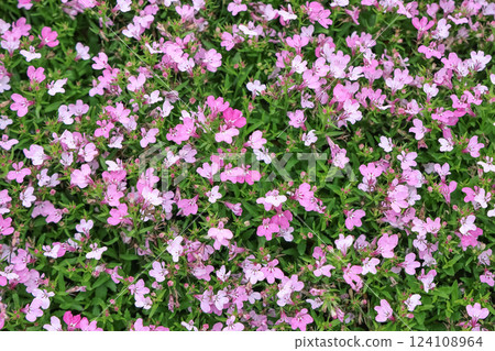 Vibrant Pink Blossom Flowers in Full Bloom Vibrant Pink Blossom Flowers in Full Bloom 124108964
