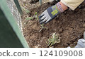 Woman's hands planting lavender seedlings Woman's hands planting lavender seedlings 124109008