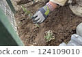 Woman's hands planting lavender seedlings Woman's hands planting lavender seedlings 124109010