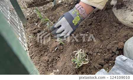 女人的手種植薰衣草幼苗 女人的手種植薰衣草幼苗 124109010
