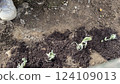 Planting lavender seedlings Planting lavender seedlings 124109013
