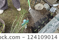 Woman planting lavender seedlings Woman planting lavender seedlings 124109014