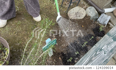 Woman planting lavender seedlings Woman planting lavender seedlings 124109014