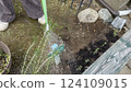 Planting lavender seedlings Planting lavender seedlings 124109015