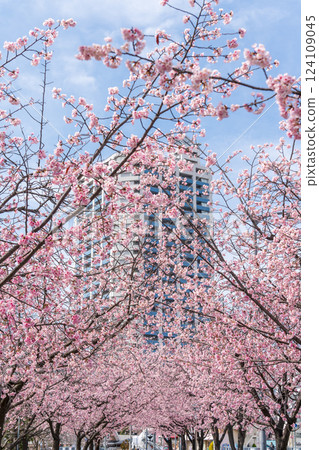 川口市安行櫻花樹的「埼玉縣」川口本鄉站線 124109045