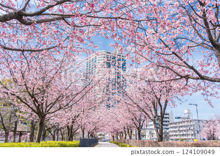 "Saitama Prefecture" Kawaguchi Motogo Station Angyo cherry blossom trees lined up, Kawaguchi City 124109049