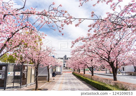 川口市安行櫻花樹的「埼玉縣」川口本鄉站線 川口市安行櫻花樹的「埼玉縣」川口本鄉站線 124109053