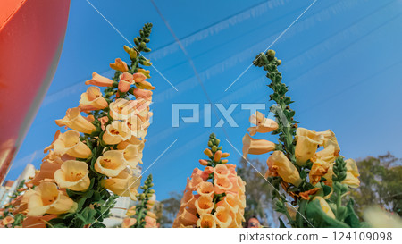 Blossoming Garden With Colorful Flowers in Full Bloom 124109098