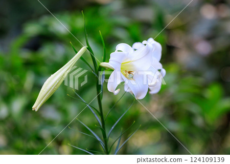 長角百合，開喇叭形圓柱形白色花朵。 124109139