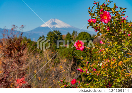 山茶花和白雪皚皚的富士山 124109144