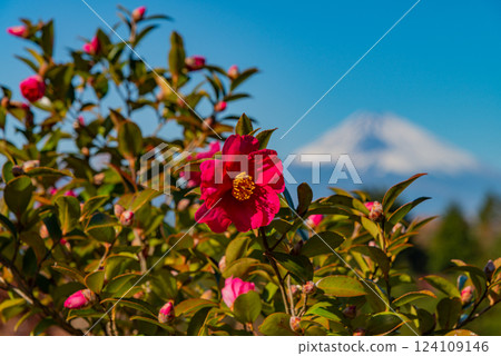 Camellia flowers and snow-capped Mt. Fuji 124109146