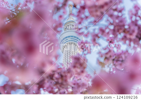 《東京》東京晴空塔和河津櫻 124109216