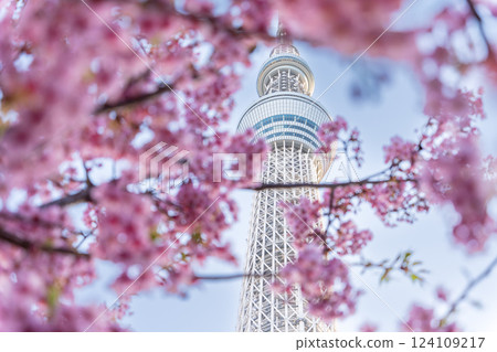 《東京》東京晴空塔和河津櫻 124109217