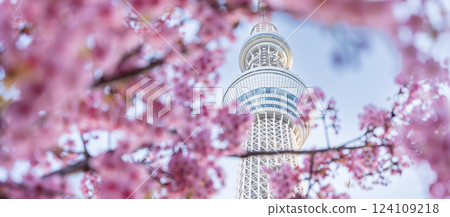 《東京》東京晴空塔和河津櫻 124109218