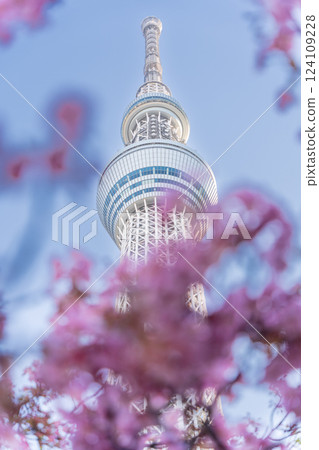 《東京》東京晴空塔和河津櫻 124109228