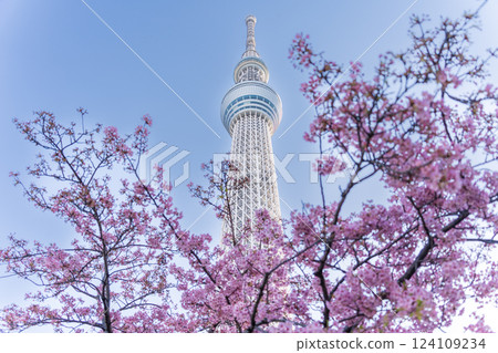"Tokyo" Tokyo Sky Tree and Kawazu Sakura 124109234