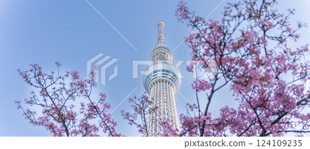 《東京》東京晴空塔和河津櫻 124109235