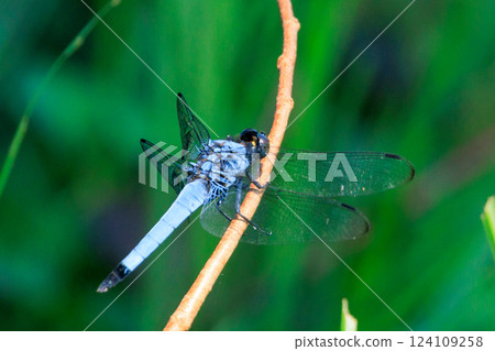 Two-tone familiar dragonfly Shiokara dragonfly Two-tone familiar dragonfly Shiokara dragonfly 124109258